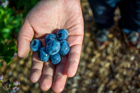 U-Pick Blueberry Farm