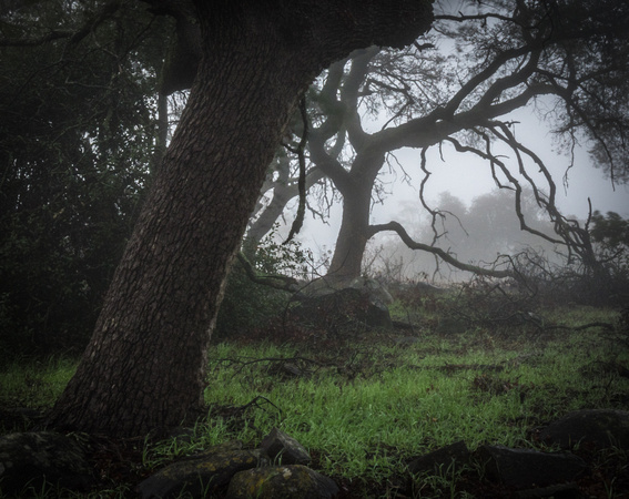 Ghost tree @ Santa Rosa Plateau, Murrieta, CA - 2017